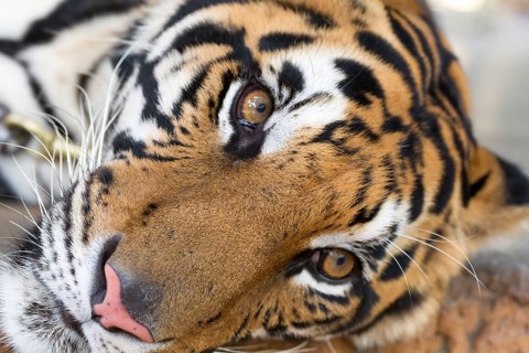 Adult tiger face close up