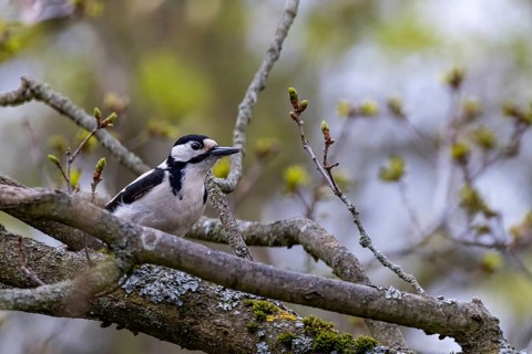 Feeding birds