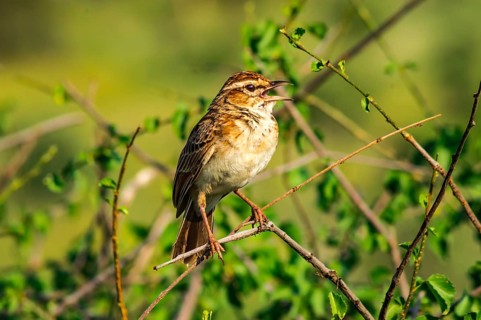 Sparrow on a branch. Sparrow branch bird animal wing feather flight fly little tree sky blue leaf