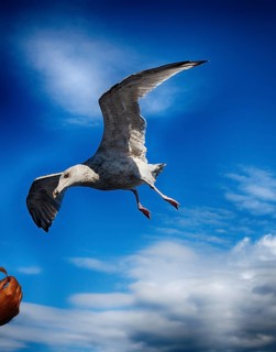 Seagull is fed from the ship in the air