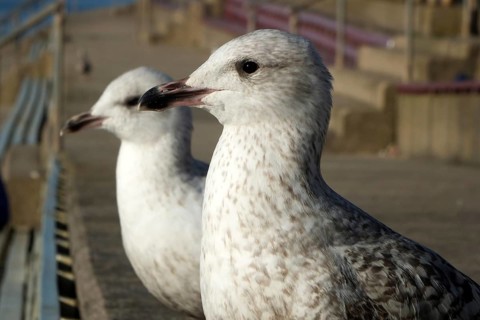 Close up of two juvenile herring gulls sitting on the steps in the promenade area of blackpool