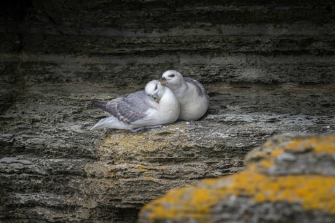 Fulmars, social behaviour, Fulmarus glacialis, Westray, Orkney Islands, Scotland, Great Britain