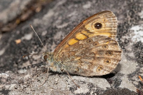 Wall fox (Lasiommata megera)