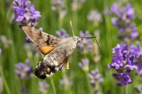 Pigeon tail (Macroglossum stellatarum)