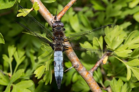 Lace spot (Libellula fulva)