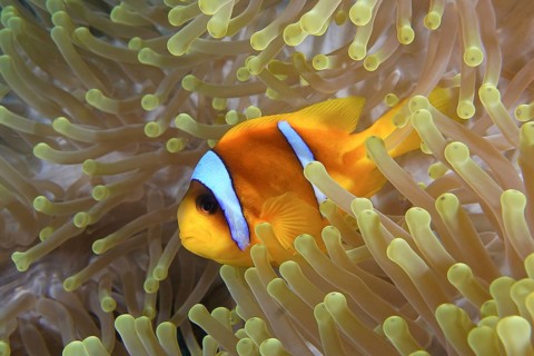 Red sea anemonefish (Amphiprion bicinctus)