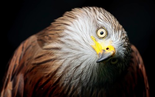 Red kite (Milvus milvus)