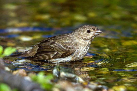 Carmine Finch - grey male bathing (Carpodacus erythrinus)