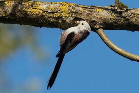 Long-tailed Tit (Aegithalos caudatus)