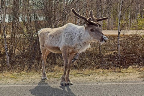 Reindeer or caribou (rangifer tarandus) on the side of asphalt road in spring, Lapland, Finland,