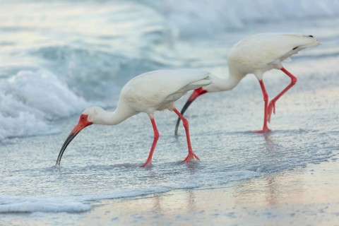 American White Ibis (Eudocims Albus) feed in the early morning surf along Lido Beach on the Gulf of