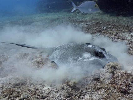 Southern Stingray (Hypanus americanus)