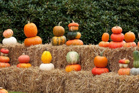 Several pumpkins in bright autumn colours, arranged on straw bales outdoors, borken, münsterland,