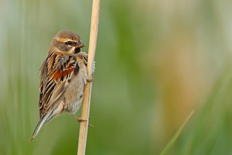 Moab Sparrow, (Passer moabiticus), animals, birds, songbird, sparrow family, sparrow, perch,