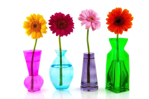 Row colorful Gerber flowers in little vases