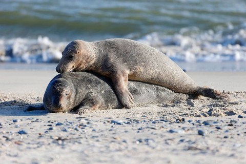 Grey seal (Halichoerus grypus), Heligoland, Schleswig-Holstein, Germany, Europe