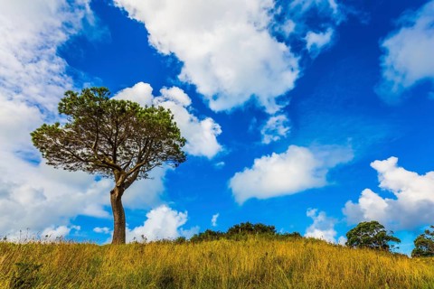 Huge cumulus clouds in the blue sky. Sunset. New Zealand, North Island. The concept of active and