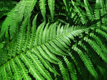 Close up of fresh green fern leafs background