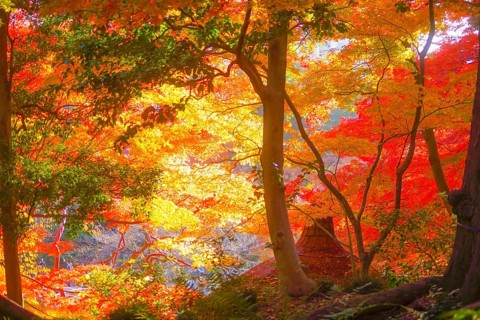 Autumn leaves of Koishikawa paradise. Shooting Location: Bunkyo-ku, Tokyo