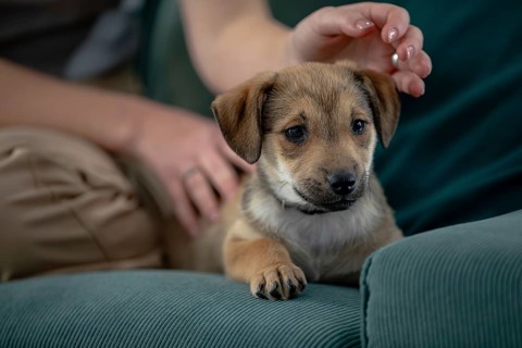 A cute little puppy is peacefully resting on a cozy couch, enjoying a gentle touch from a loving