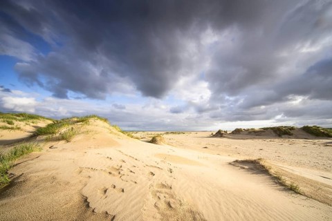In the dunes of the Danish North Sea island of Rømø
