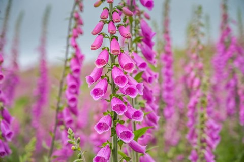 Common foxglove (Digitalis purpurea) in a forest clearing near Heiligenborn, Rothaargebirge,