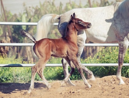 Running arabian little foal with mom