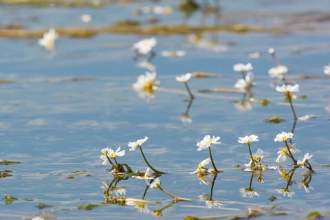 Common frogbit in water