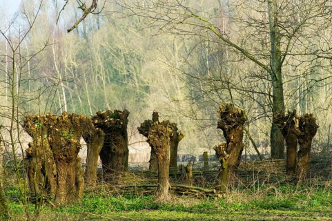 Nature with pollard willows in the Dutch Biesbosch