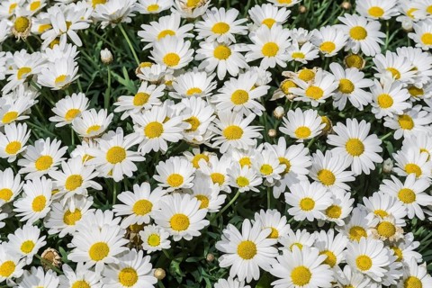 Daisies in full bloom