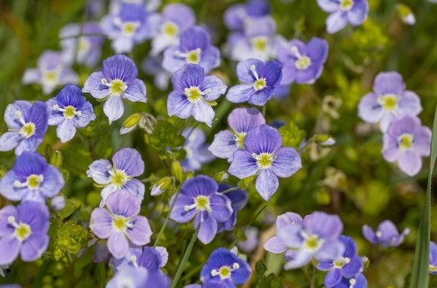Speedwell (Veronica), meadow, blue, spring bloomer