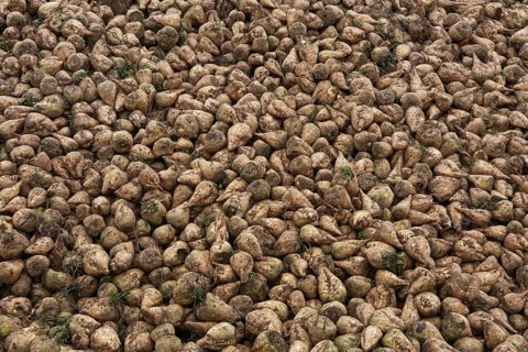 Sugar beet