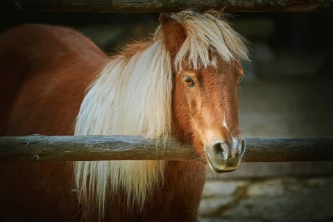 Portrait of Chestnut Pony with White Mane Varna, Bulgaria, Europe