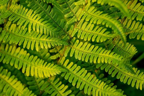 Detailed image of fern leaves with different shades of green and textures