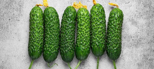 Fresh raw organic farmer cucumbers with leafs arranged on grey rustic stone background top view,