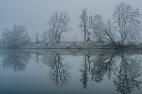 Foggy river with trees in winter, tree-lined banks are reflected in the water, Bogen, Lower Bavaria