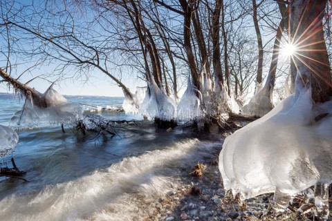 Icy trees at the water's edge with an impressive play of light, Hörnle, Constance, Lake Constance,