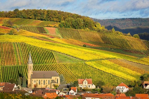 Vineyards with autumn colors, Pfalz, Germany, Europe