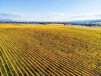 Late afternoon autumn sun over vines in the Yarra Valley near Yarra Glen, Victoria, Australia,