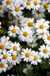 Lean meadow daisy