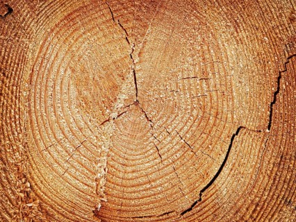 Cutoff log with the growth rings