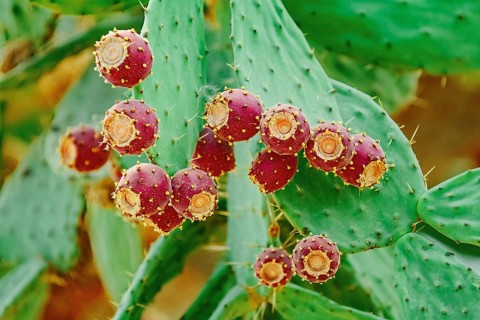 Opuntia, commonly called prickly pear, with fruits Balchik, Bulgaria, Europe