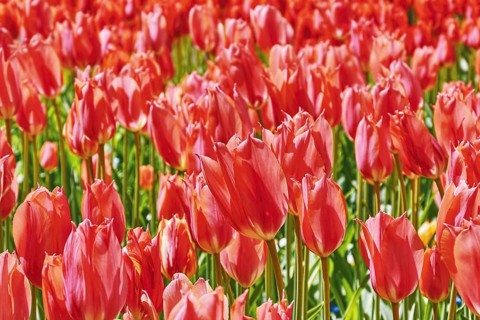 Background of Red Tulips Flovers (Shallow DoF) Keukenhof, Netherlands