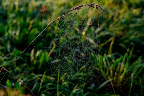 A filigree spider's web hangs from a blade of grass and glistens in the morning sun, Danube, Bogen,