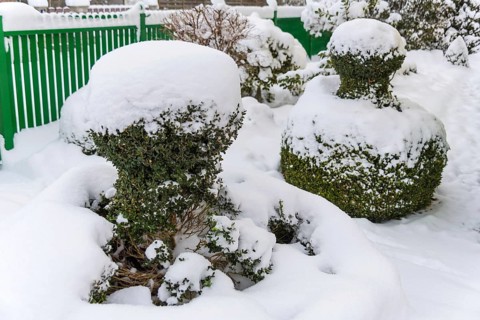 Snow-covered ornamental shrub, symbolic photo for winter, frost damage and winter dormancy Austria