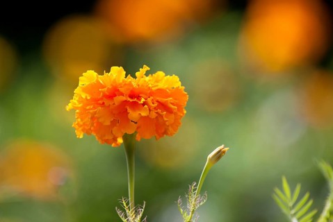Close Up Flowers in Garden macro lens