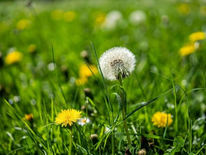 Dandelion (Taraxacum), dandelions, in a meadow, Offenbach am Main, Hesse, Germany, Europe
