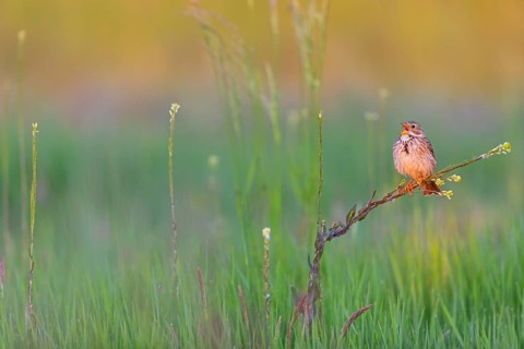 Corn Bunting, Miliaria calandra, Emberiza calandra, Bruant proyer, Triguero, Bad D¸rkheim district,