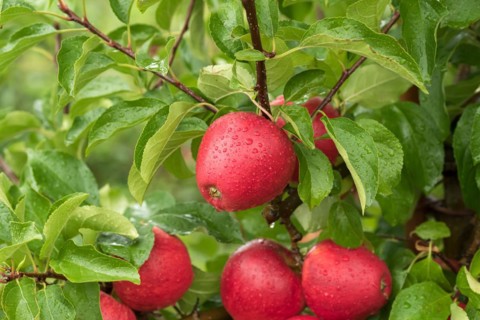 Apple (Malus domestica 'Pinova'), Cambridge Botanical Garden, Germany, Europe