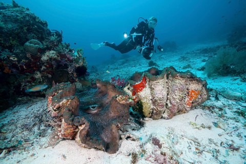 Giant clam and diver, Tridacna squamosa, Raja Ampat, West Papua, Indonesia | Giant Clam and Scuba